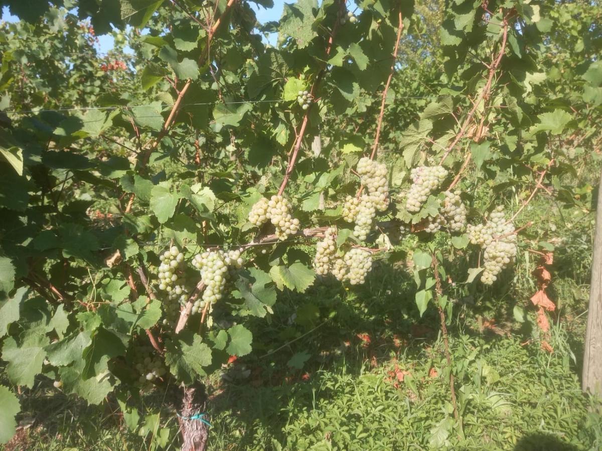 פולפנצה דל גארדה Agriturismo Fioralba מראה חיצוני תמונה